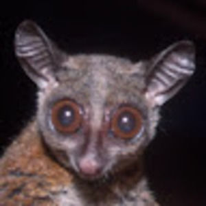 Meet your Posher, Yves